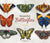 Embroidery Book BEAUTIFUL BUTTERFLIES by Martina Frank, Inspirations Studios
