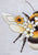 Pattern BUMBLEBEE by Trish Burr for Inspiration Studios, Featuring Whitework with color Embroidery
